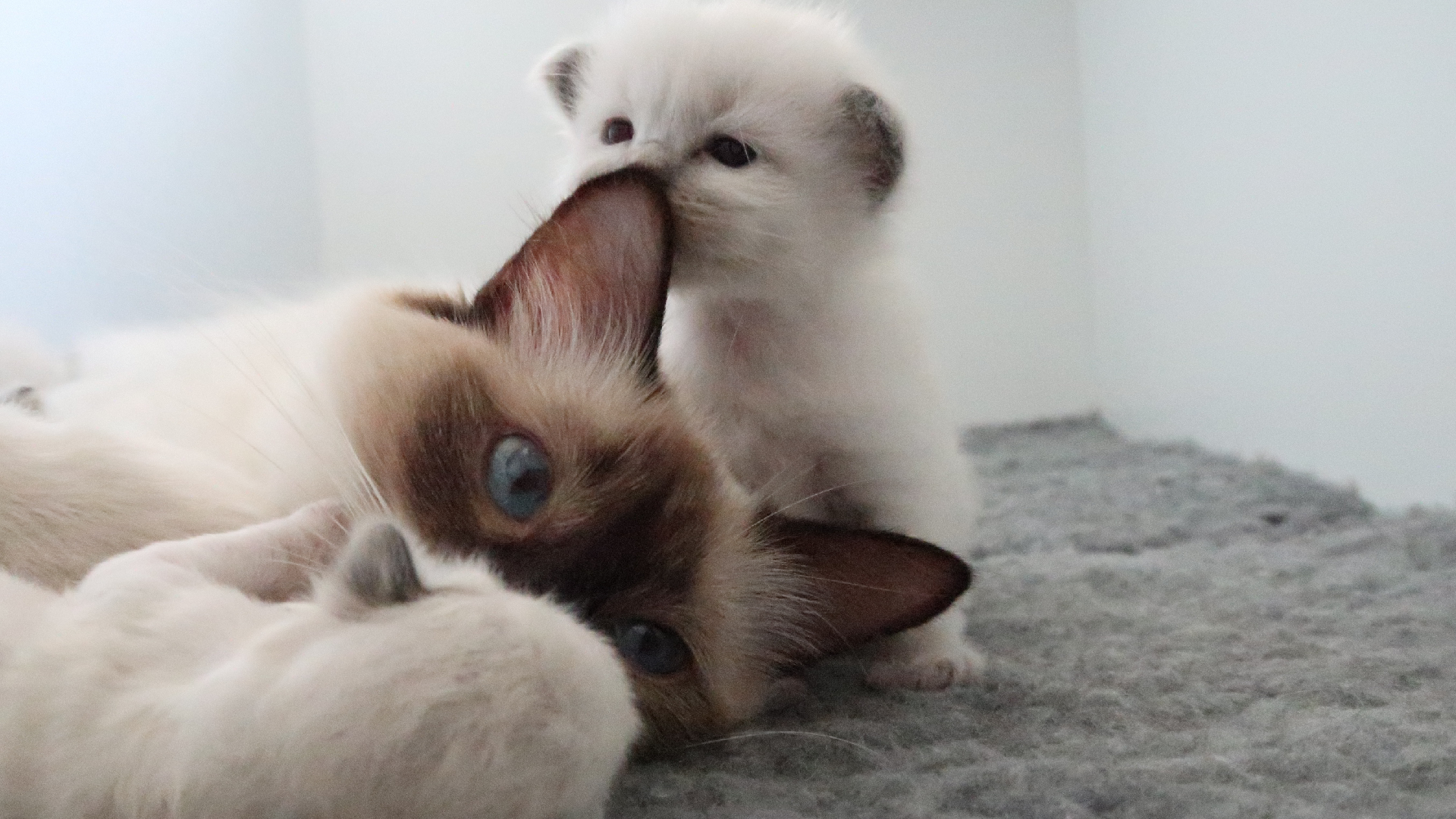 Ragdoll kittens en poes