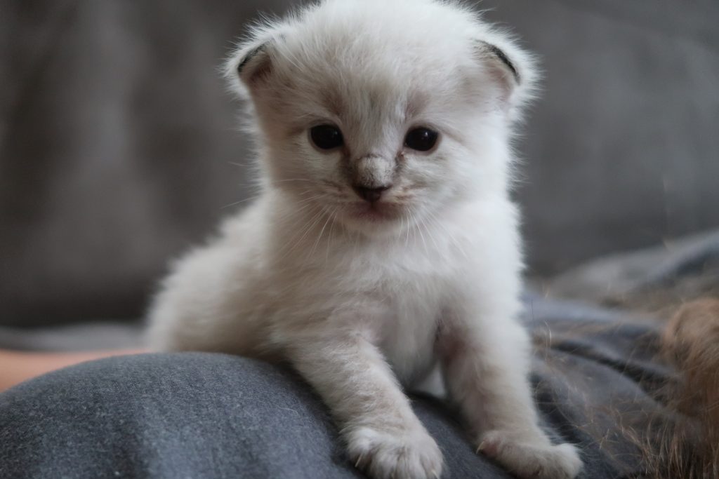 Ragdoll Cattery Burdoll kitten