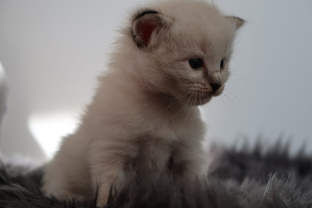 Ragdoll Cattery Burdoll kitten