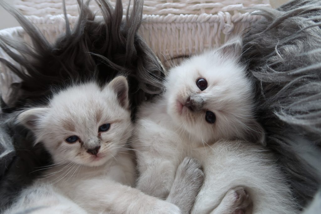 Ragdoll Cattery Burdoll kittens