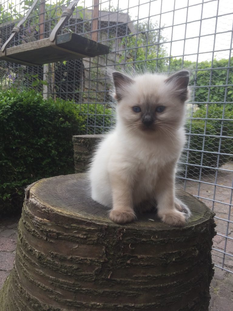 Ragdoll Cattery Burdoll kitten