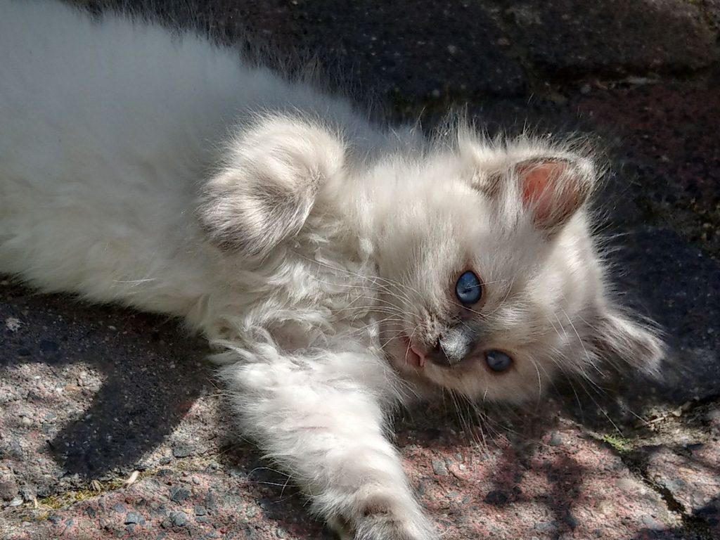 Ragdoll Cattery Burdoll kitten