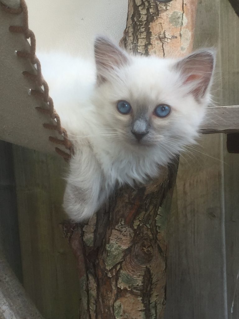 Ragdoll Cattery Burdoll kitten