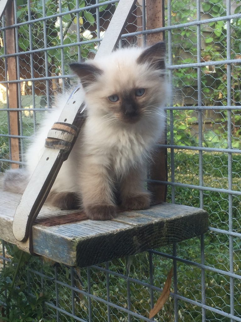 Ragdoll Cattery Burdoll kitten